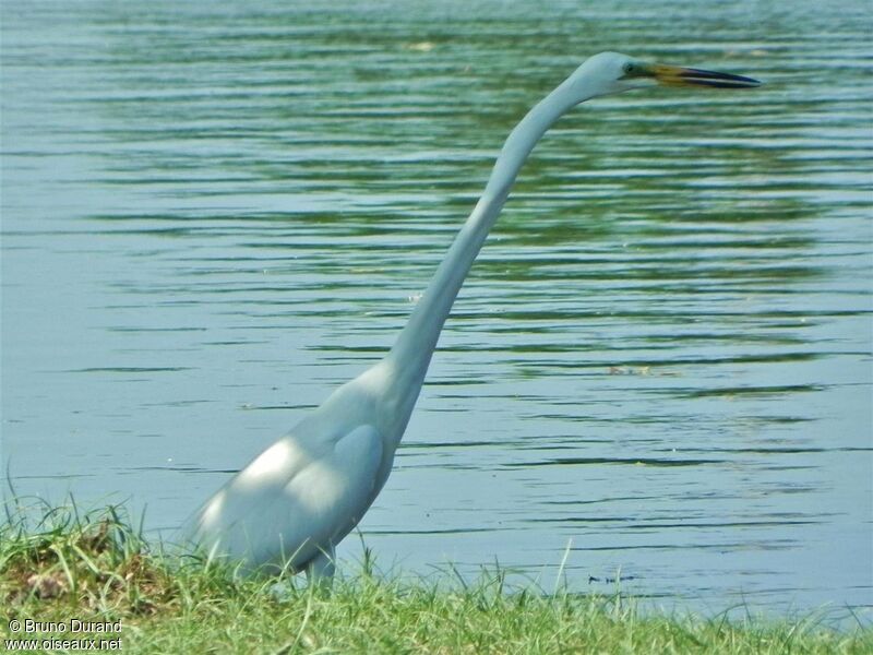 Great Egretadult breeding, Behaviour