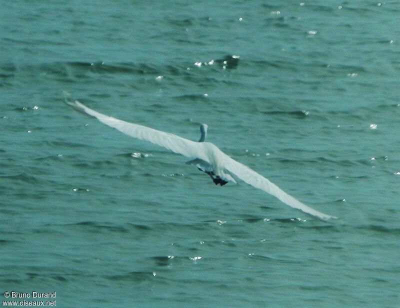 Great Egretadult, Flight