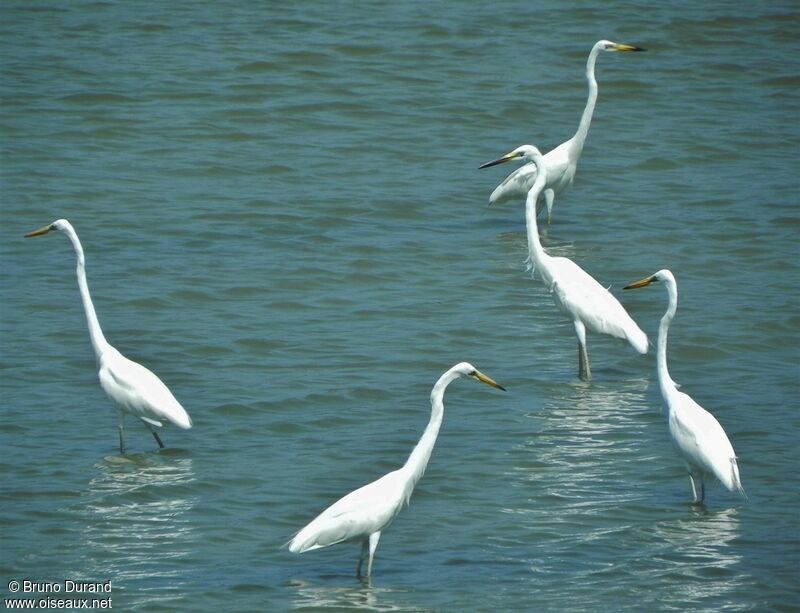 Great Egret, Behaviour