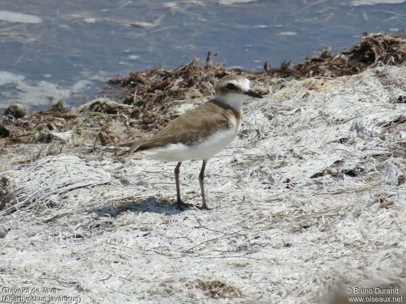 Javan Ploveradult, identification