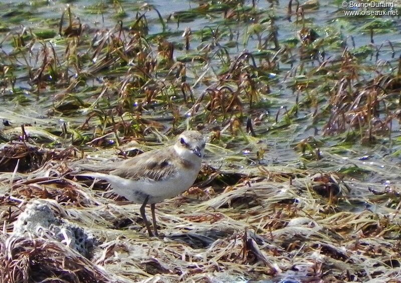 Javan Plover, identification