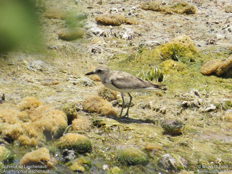 Gravelot de Leschenaultadulte internuptial, identification