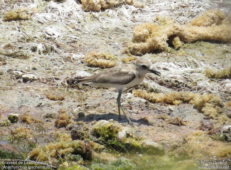 Gravelot de Leschenaultadulte internuptial, identification