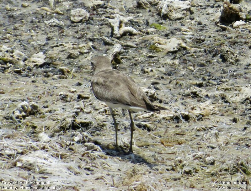 Gravelot de Leschenaultadulte internuptial, identification