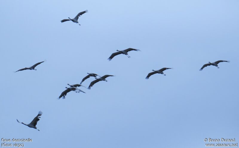 Demoiselle Crane, Flight