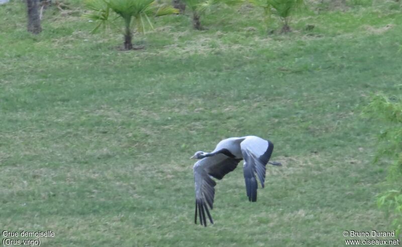 Demoiselle Crane, Flight