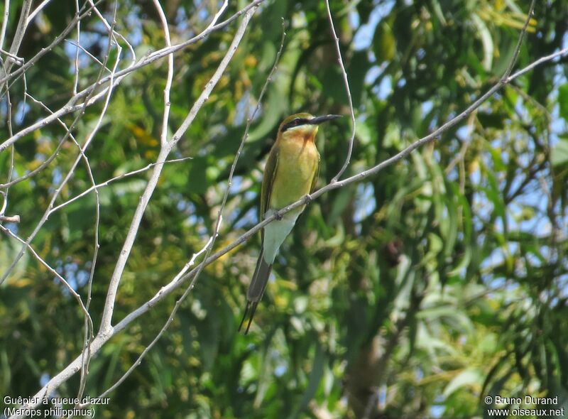 Blue-tailed Bee-eater