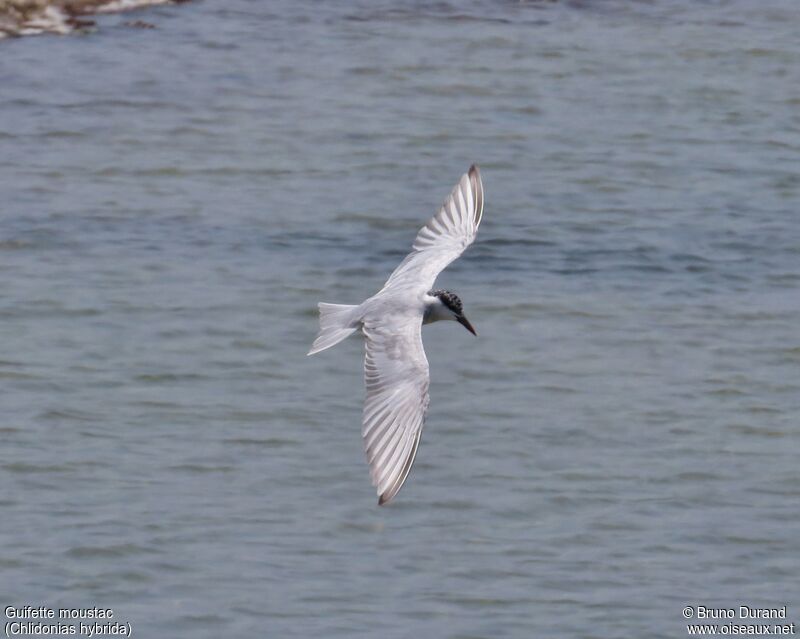 Whiskered Tern, Flight