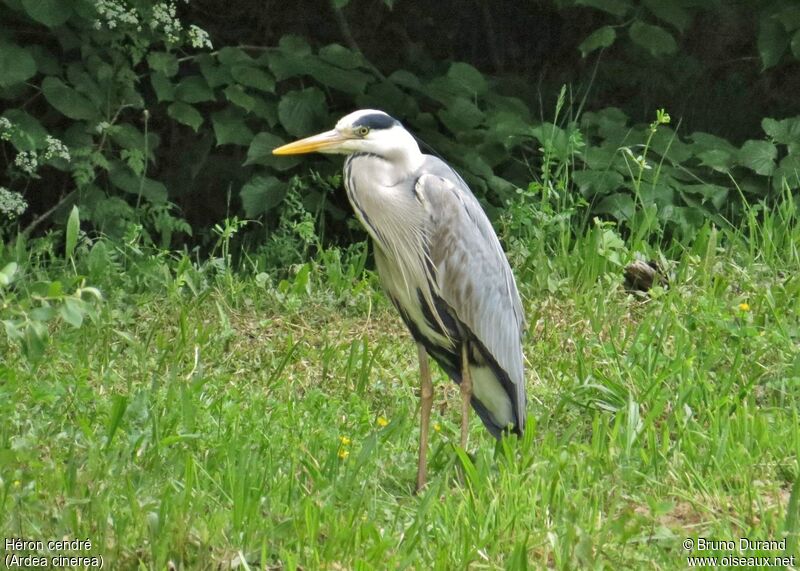 Grey Heronadult, identification