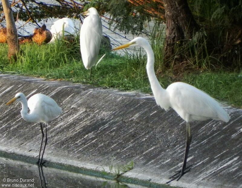 Medium Egretadult post breeding, identification