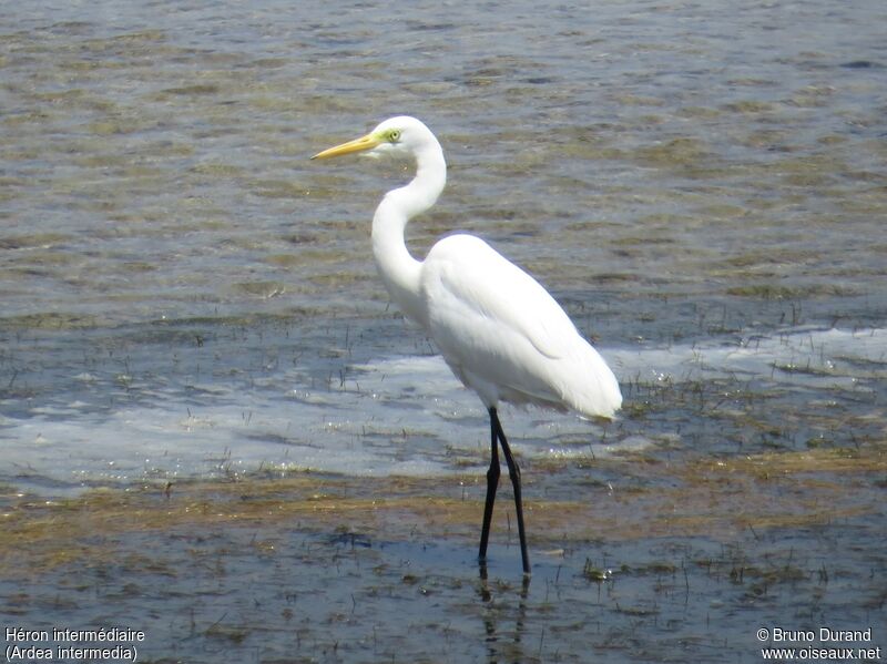 Medium Egret, identification