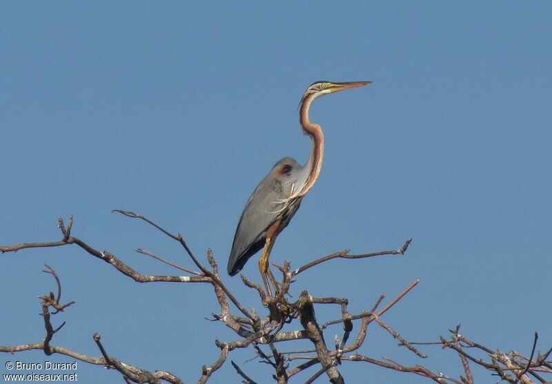 Purple Heronadult, identification, Behaviour