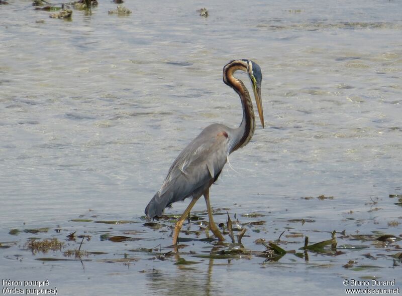 Purple Heronadult, identification, Behaviour