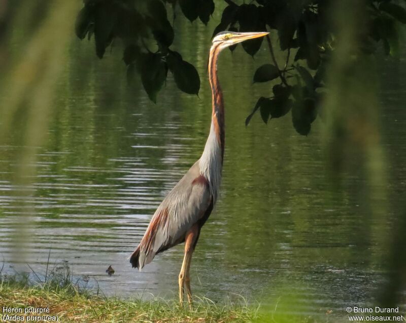 Purple Heronadult, identification