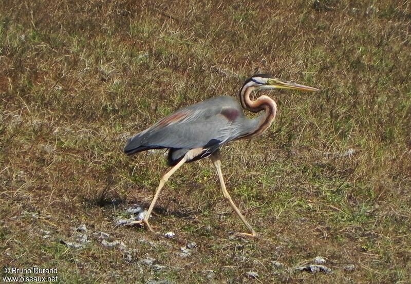 Purple Heronadult, identification, Behaviour