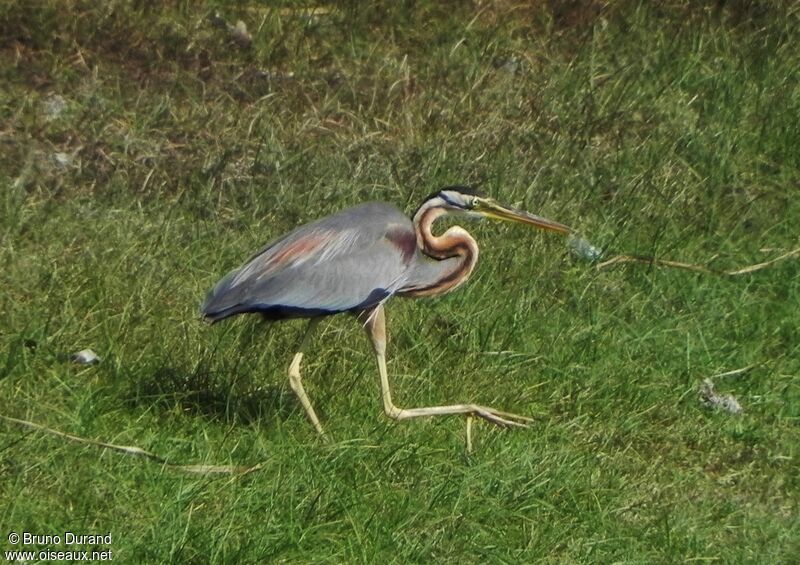 Purple Heronadult, identification, Behaviour