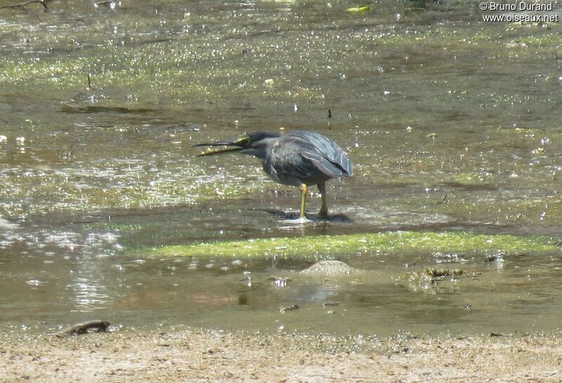 Striated Heron, identification, feeding habits, Behaviour