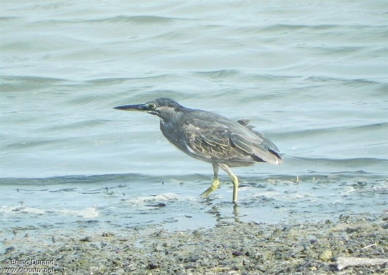 Héron striéadulte, identification