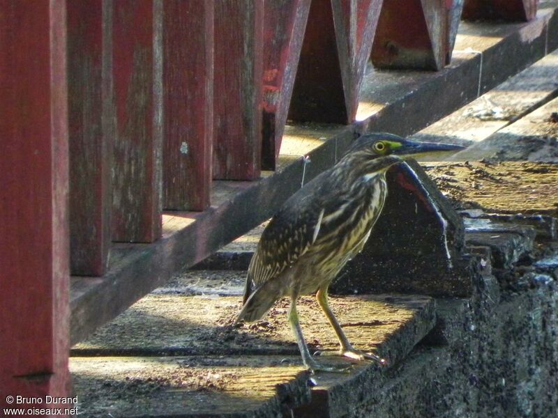 Héron striéimmature, identification, Comportement