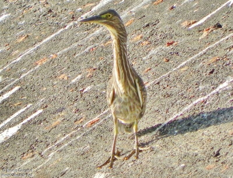 Héron striéimmature, identification, Comportement