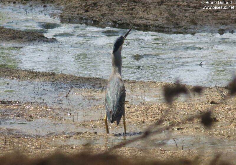 Striated Heronadult, identification, Behaviour