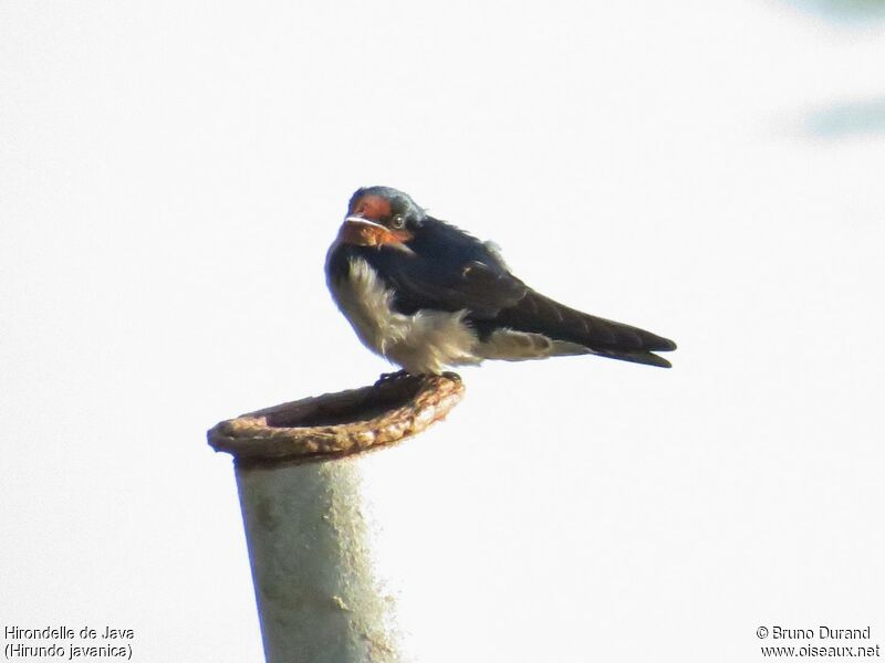 Hirondelle de Javaimmature, identification