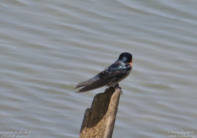 Pacific Swallow, identification