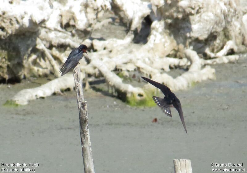 Hirondelle de Tahitiadulte, identification, Comportement