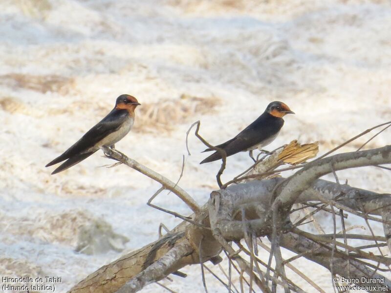 Hirondelle de Tahitiadulte, identification, Comportement