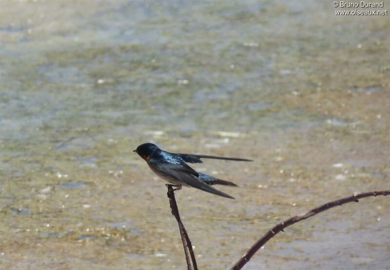 Hirondelle de Tahitiadulte, identification, Comportement