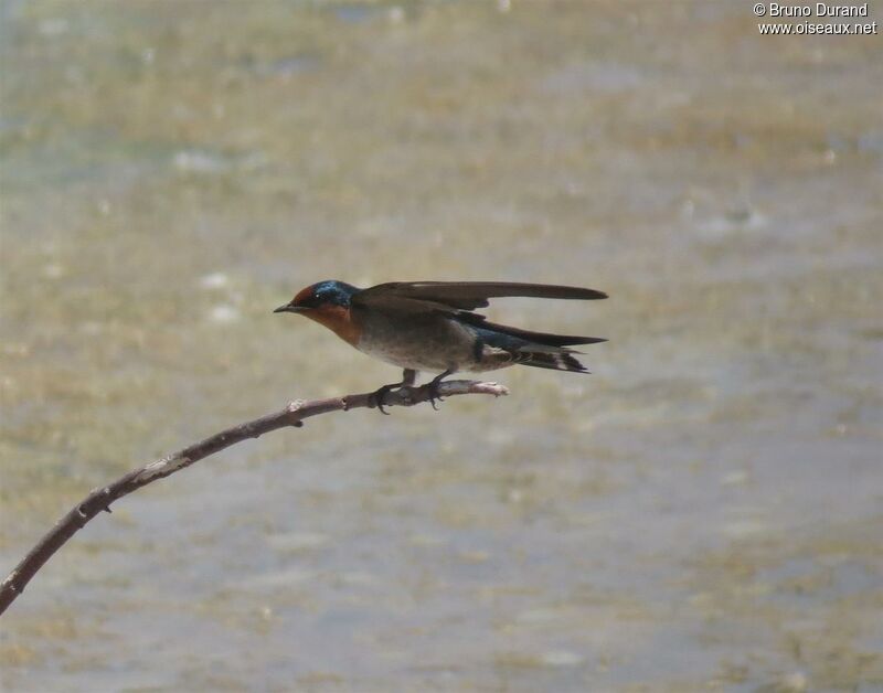 Hirondelle de Tahitiadulte, identification, Comportement