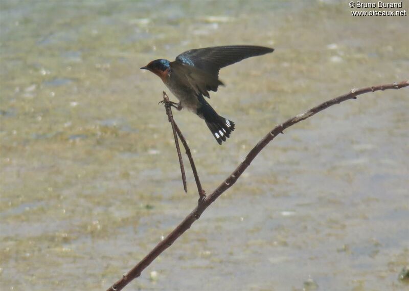 Hirondelle de Tahitiadulte, identification, Vol, Comportement