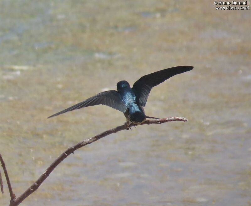 Hirondelle de Tahitiadulte, identification, Comportement