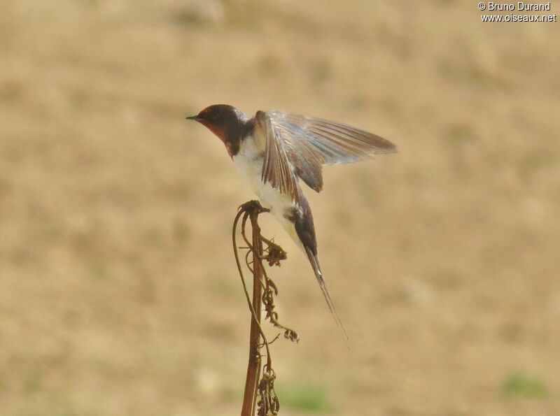 Barn Swallowadult, identification, Behaviour