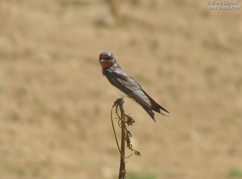 Hirondelle rustiqueadulte, identification, Comportement