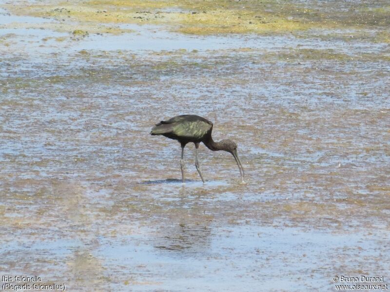 Glossy Ibisadult, identification, feeding habits, Behaviour