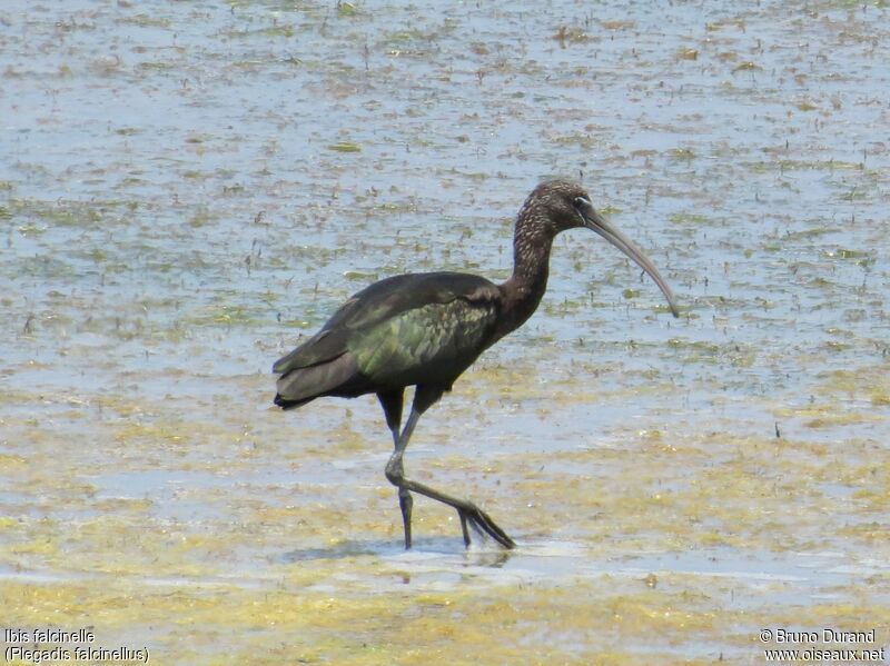 Ibis falcinelleadulte, identification