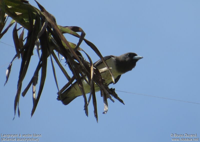 White-breasted Woodswallowadult, Behaviour