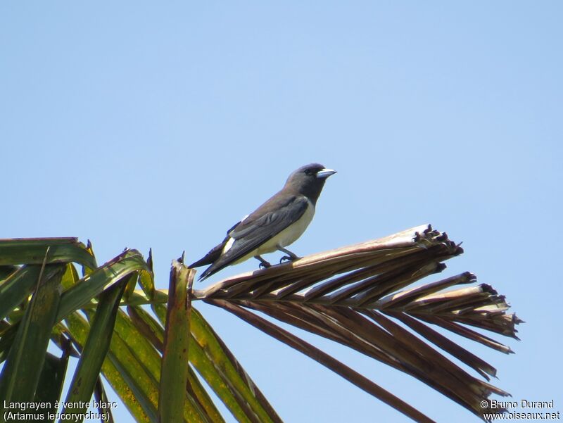 White-breasted Woodswallowadult, identification