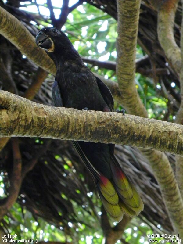 Black Loryadult, identification, Behaviour