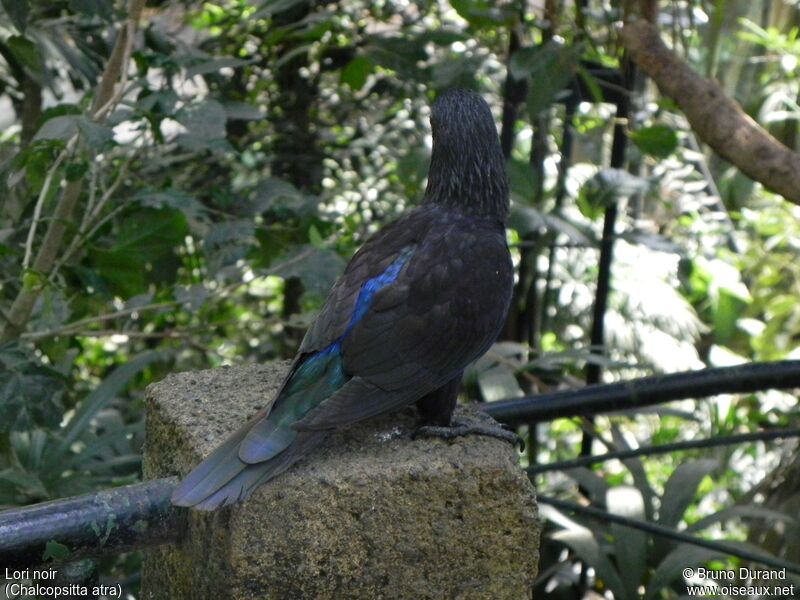 Black Loryadult, identification