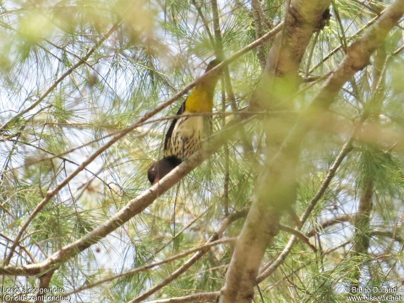 Dark-throated Oriole male adult, identification, Behaviour