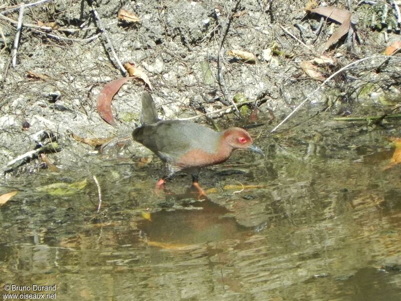 Ruddy-breasted Crakeadult, identification