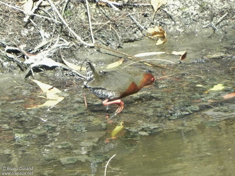 Ruddy-breasted Crakeadult, identification