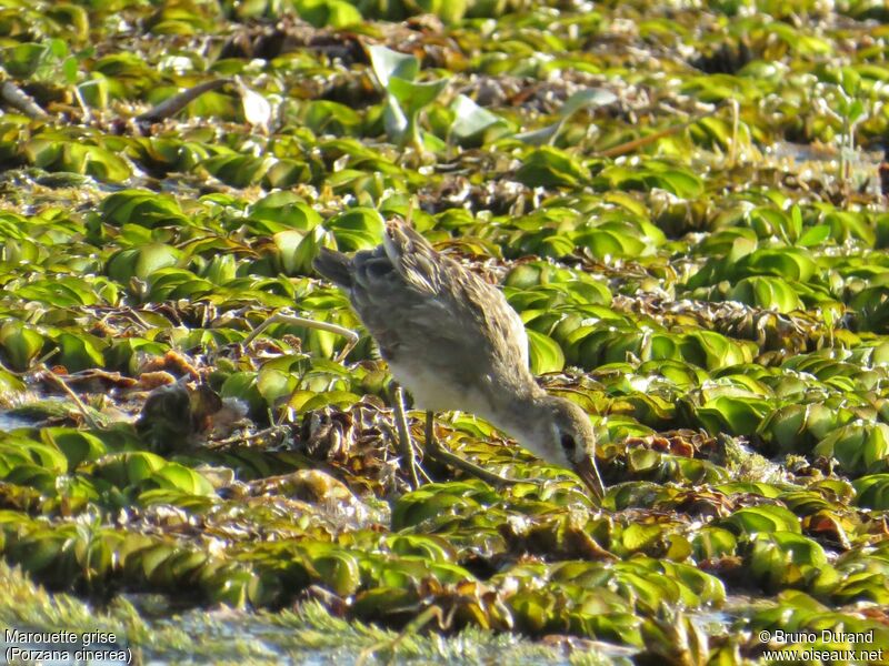 White-browed Crakejuvenile, identification, feeding habits