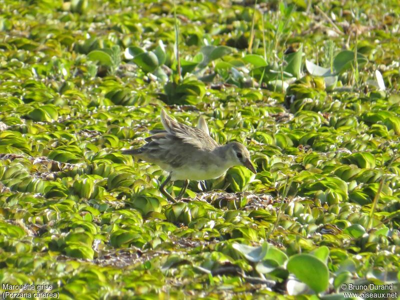 White-browed Crakejuvenile, identification