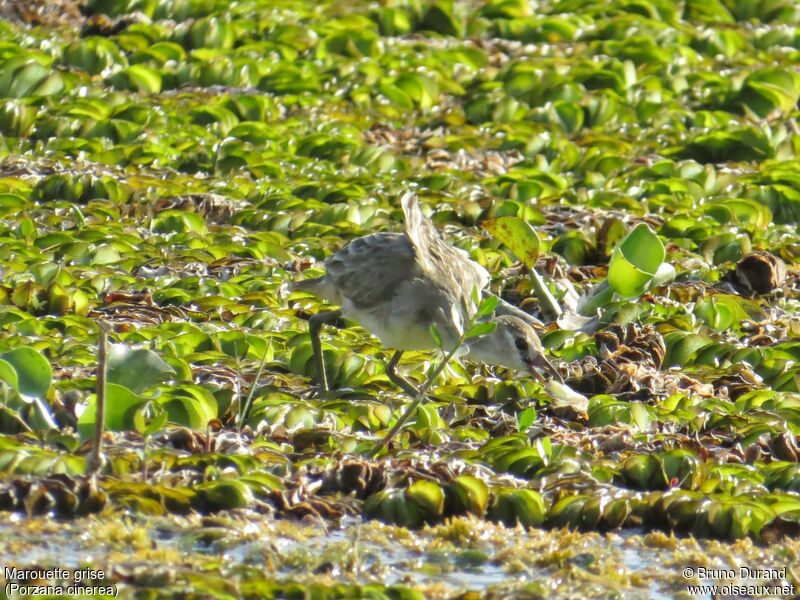 White-browed Crake, identification, feeding habits