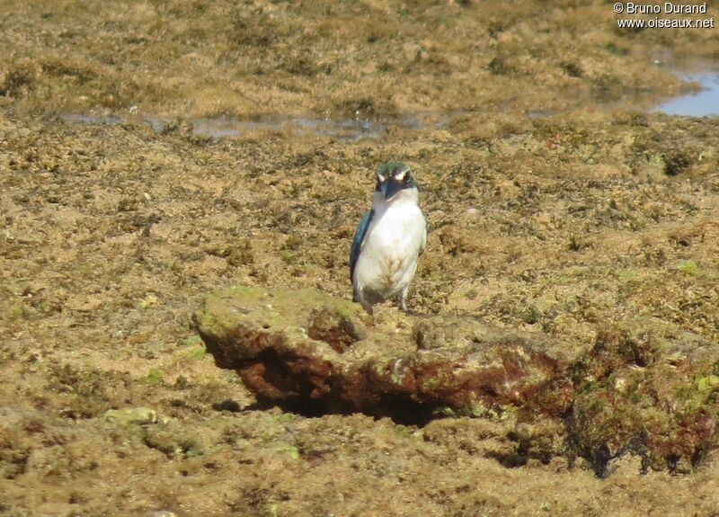 Collared Kingfisher, identification, feeding habits, Behaviour