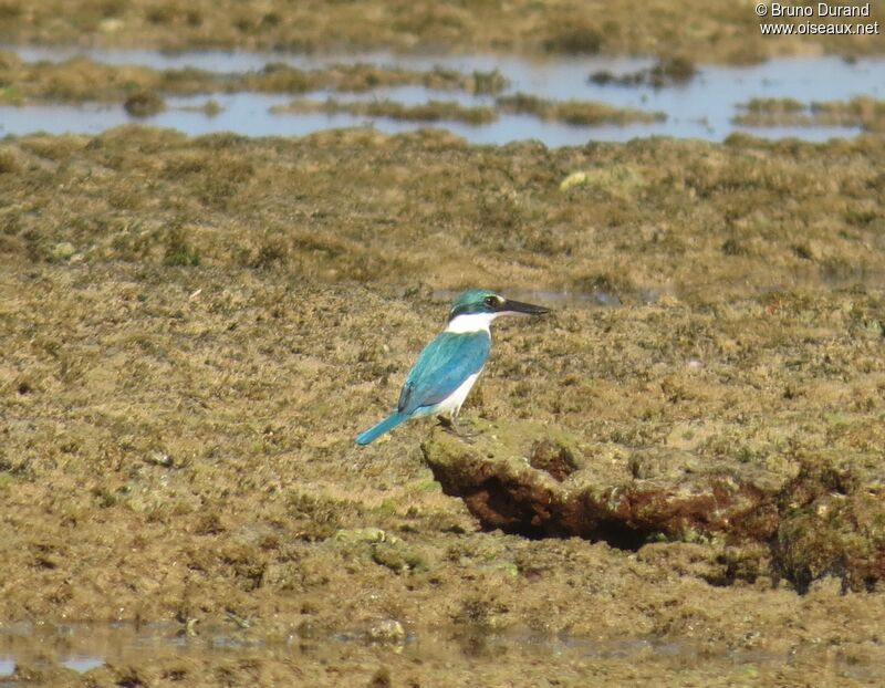 Collared Kingfisher, identification, feeding habits, Behaviour