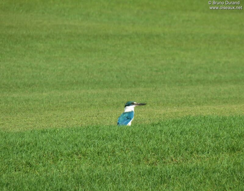 Collared Kingfisheradult, Behaviour